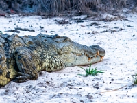 Rzeka Zambezi